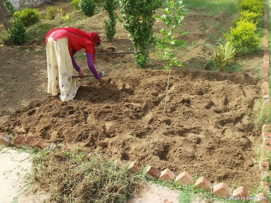 Dhapu carefully removing Bermuda grass roots from chilli area